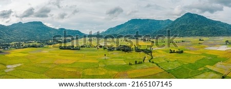 Aerial view of fresh green and yellow rice fields and palmyra trees in Mekong Delta, Tri Ton town, An Giang province, Vietnam. Ta Pa rice field. Peaceful. Travel and landscape concept.
