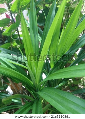 Pandan leaf plant planted behind the house.  Pandan leaf plant from Indonesia