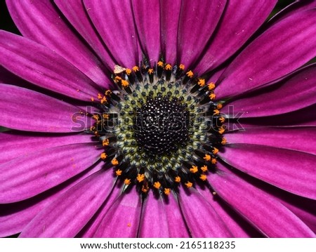 Closeup on a pink spanish marguerite daisy flower