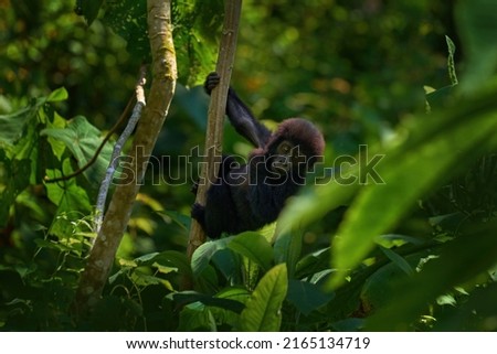 Young Mountain Gorillain the forest. Gorilla baby. Gorilla in the habitat, Bwindi NP in Uganda. wildlife in Africa. Playing on the tree in the forest, nature wildlife in Uganda. Royalty-Free Stock Photo #2165134719