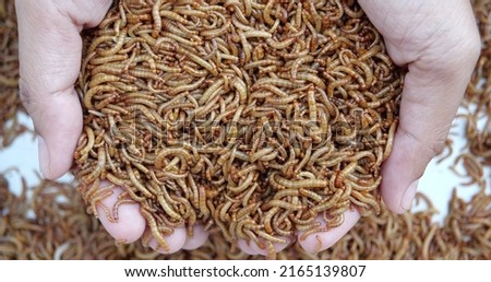 Top view fodder worms for exotic animals, A scatter of mealworm larvae, used for feeding birds, reptiles or fish,Filming,Stages of the meal worm the life cycle of a mealworm,Many larvae crawling. Royalty-Free Stock Photo #2165139807