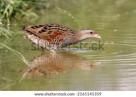 Male Corn crake (Crex crex). Corncrakes like cooling off on hot days.
