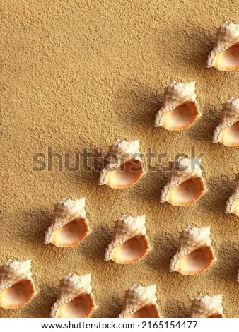 Pattern of sea shells on the sand with copy space. Background from rapana shells. Summer backdrop. Clam house.