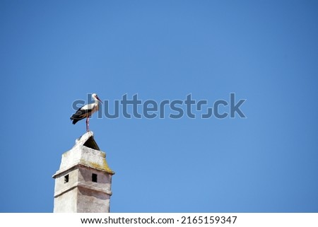 Storks in the well-known town of Rust on Lake Neusiedl in Burgenland, Austria Royalty-Free Stock Photo #2165159347