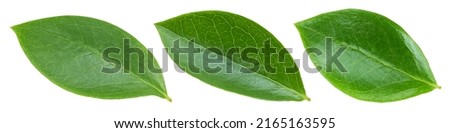 Blueberry leaf isolated clipping path. Collection leaf on white background. Blueberry leaf macro studio photo Royalty-Free Stock Photo #2165163595