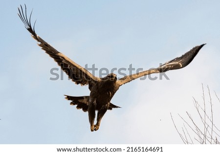 Steppe eagle flying on sky with both wings open Royalty-Free Stock Photo #2165164691