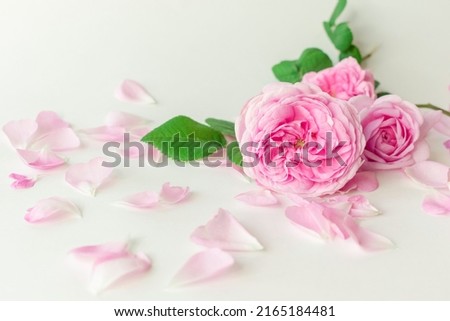 Pink Damask rose buds.Ingredients for natural cosmetics, oils and jams.Isolated on white background.Shallow depth of field Royalty-Free Stock Photo #2165184481