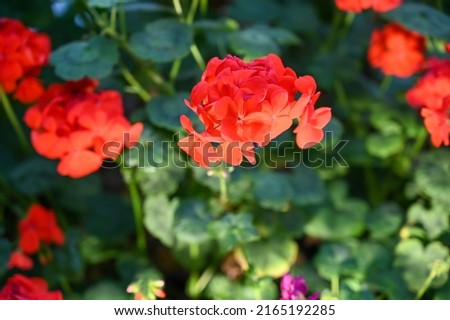 Beautiful Red Flowers Plant in Garden