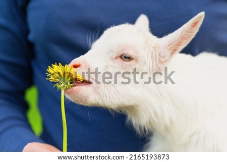 A small goat in the hands of a woman reaches for a dandelion