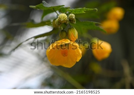Beautiful Yellow Flowers Plant in Garden