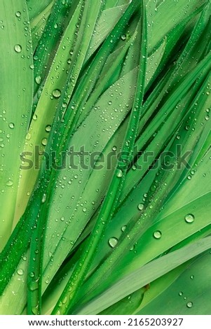 Fresh green leaves with dew drops.Beautiful natural background for computers, phones and smartphones.