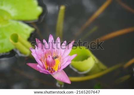 Close-up of pink lotus flowers blooming in a lotus pond and a bee sucking nectar                  