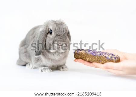 A small decorative lop-eared rabbit is given a pellet in the hands. White background. Copy space. The concept of caring for pets.