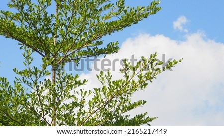 The picture in front is straight, trees, branches with small leaves as a forground. Behind is a beautiful blue sky and beautiful clouds.