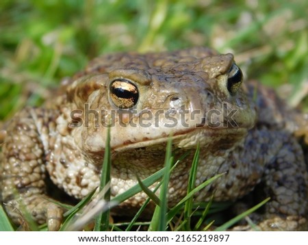 common toad, in latin bufo bufo European toad, or in Anglophone parts of Europe, simply the toad, is a frog found throughout most of Europe