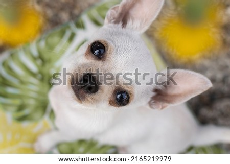 Adorable little chihuahua puppy sitting on a background of leaves and flowers looking up,seen from above.Difuse photography.Selective focus on the eyes.
