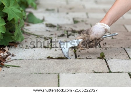 Removing Weed in Pavement. Tool for Weed Removal pavement.