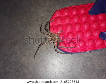 Big spider sitting on a red mat .Spider is an animal of the Arthropoda phylum. Spiders are also called arachnids, what is life cycle of spider .It is a carnivorous animal, it feeds by trapping insects