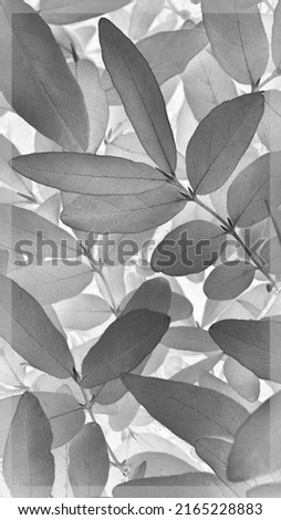 Vegetable vertical background from honeysuckle leaves. Gray abstract natural wallpaper from the foliage of a fruit bush. Light black and white plant backdrop with vignetting