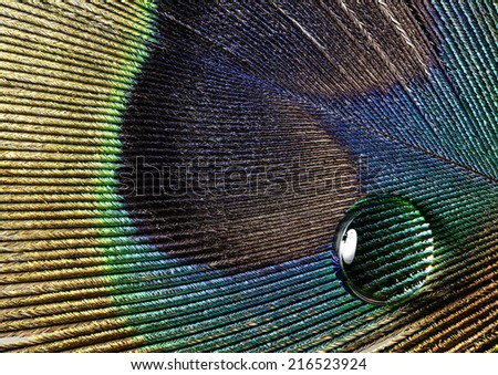 water drop on a peacock feather