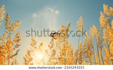 butterfly on fluffy field meadow grass, natural sunny background. Beautiful rustic pastoral artistic landscape. Indian summer or autumn season.