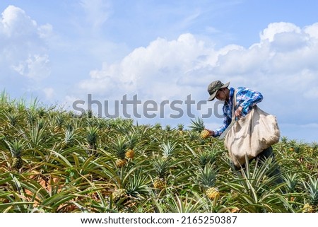 Gardeners farmer picking harvest fresh pineapples in the organic plantation farm
