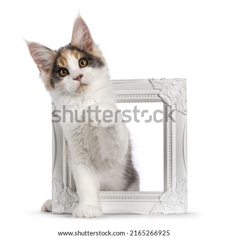 Cute Maine Coon cat kitten with raccoon like mask, sitting throught picture frame. Looking to camera. Isolated on a white background. One paw playful up.