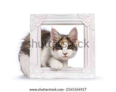 Cute Maine Coon cat kitten with raccoon like mask, sneaking throught picture frame. Looking to camera. Isolated on a white background.