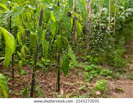 Organic farming and green pepper cultivation. Young green  peppers growing on a branch