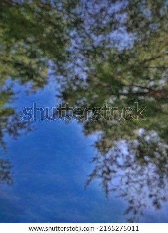 Defocused fir tree background taken from below