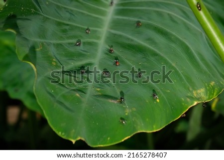 Red headed fly on a leaf