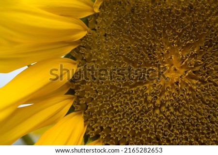 Sunflower texture and background. Close-up on the head of sunflower blooming, textures of stamens. Texture of pollen. Sunflower background natural blooming. Macro photography