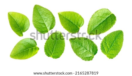 Set of wild blueberry leaves isolated on a white background. Royalty-Free Stock Photo #2165287819