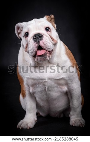 portrait of English bulldog Puppy dog