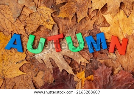 The word Autumn written with plastic letters on the  fallen leaves