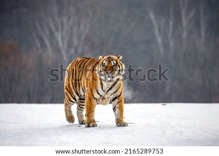 a tiger that is not afraid of anything