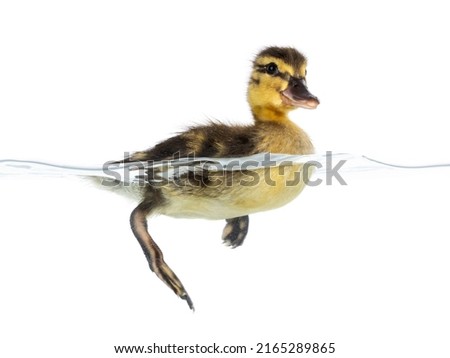 Cute little duckling swimming in water. Duckie having fun. Photographed half under and half above water. Isolated on a white background.