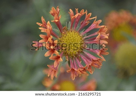 Picture of flower clicked in garden
