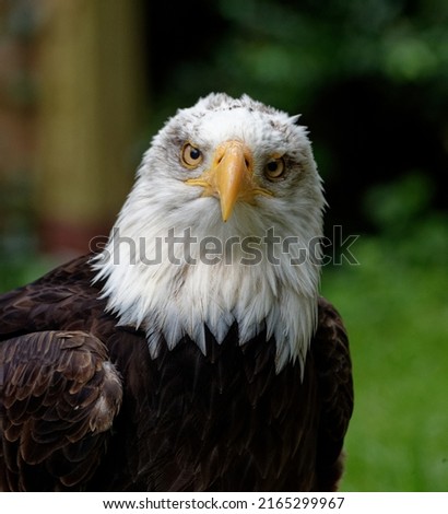 Bald Eagle  (Haliaeetus leucocephalus) Adult head portrait tethered captive.