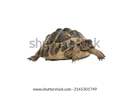Sea turtles, freshwater turtles, long-lived turtles, little turtles, tortoiseshells
