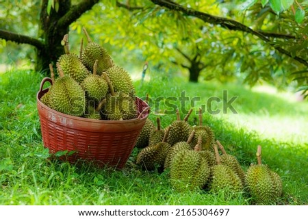 The harvested durians are cut and put in the red basket in the garden, product quality for export, king of fruit in Thailand, for advertising concept Royalty-Free Stock Photo #2165304697
