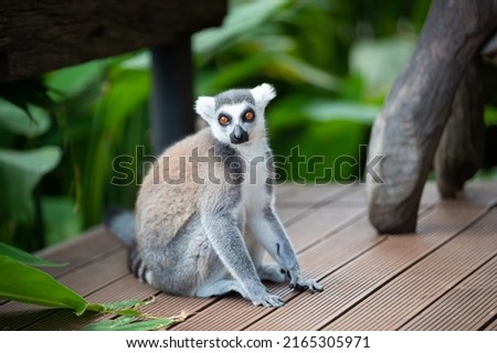 Picture of a lemur living at Khao Kheow Open Zoo, Thailand.