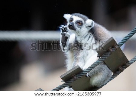 Picture of a lemur living at Khao Kheow Open Zoo, Thailand.