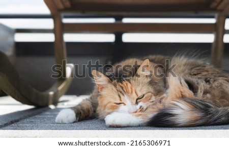 Happy cat sleeping in the shade outside on the balcony. Long hair calico or torbie kitty dozing under a chair for sun protection. Indoor cat enjoying the cat-proofed roof top patio. Selective focus
