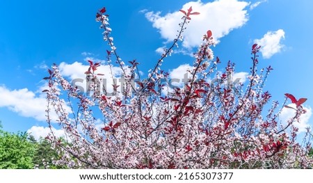 Beautiful cherry blossoms blooming on blue sky background. Selective focus. Sakura garden. Gourgeous cherry trees in full blossom. Nature background.
