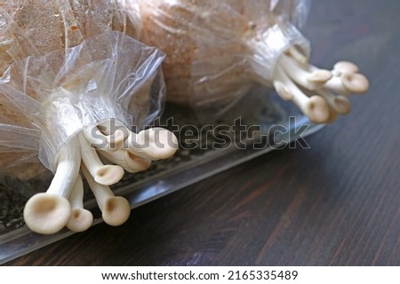 Baby Oyster Mushrooms of the First Flush Growing Out of Spawn Bags Royalty-Free Stock Photo #2165335489