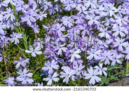 Phlox subulate flowers in the garden. Blooming creeping moss for landscape design. Bright beautiful flower covering the ground. Photo wallpapers in violet colors. Growing carpet in nature.