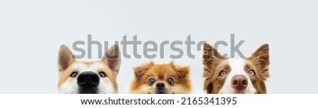 Banner three  hide dogs.  pomeranian, akita and border collie head. Isolated on gray background Royalty-Free Stock Photo #2165341395