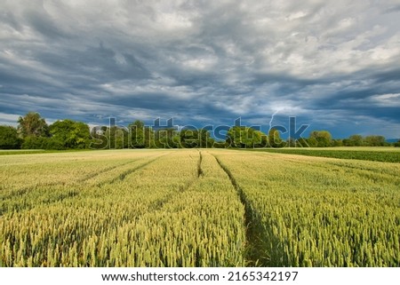 summer time in the fields of Alsace in France