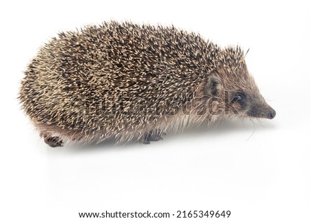 Erinaceus europaeus. Common European hedgehog on a white background